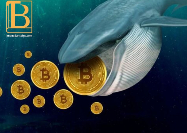 Theo Santiment: Cá voi Bitcoin đã đang tích lũy hơn 789 triệu đô la BTC chỉ chưa đầy một tuần